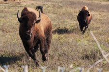 Photo 7 from ARMAND BAYOU NATURE CENTER INC